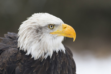 bald eagle portrait head