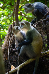 Family of gray monkeys, Jozani Forest National Park, Zanzibar island, Tanzania