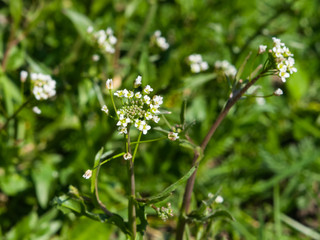 Shepherd's-purse or Capsella bursa-pastoris flowers close-up, selective focus, shallow DOF