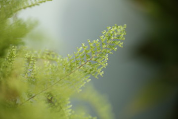 Beautiful ferns leaves green foliage natural floral fern background in sunlight.