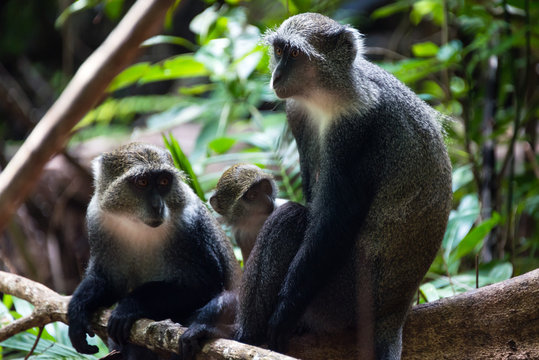 Endangered Zanzibar Red Colobus monkey (Procolobus kirkii), Jozani forest, Zanzibar island, Tanzania