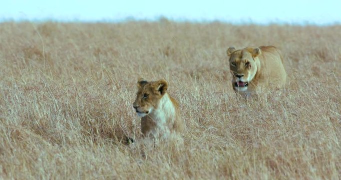 Lioness & Cub Walking In Grass; Maasai Mara 6 Sept Am; Maasai Mara, Kenya, Africa