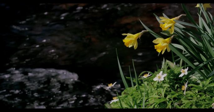 Daffodil'S On The River Dove Riverbank; Spring Daffodils; Farndale, North Yorkshire