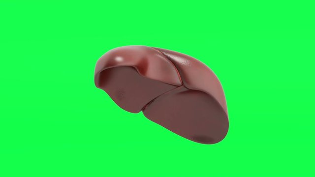 Realistic anatomical model of healthy human liver with gallbladder isolated on white 3d render