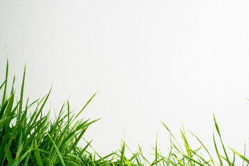 grass on white background , isolated