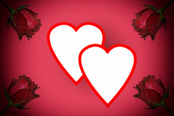 rose red roses valentine background
