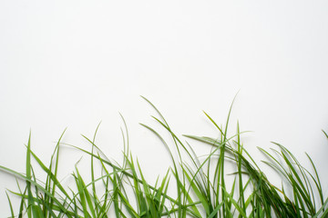 Obraz premium grass on white background , isolated