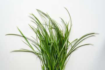 grass on white background , isolated