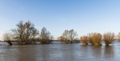 Naklejka na ściany i meble River IJssel Flood Pollard Willow