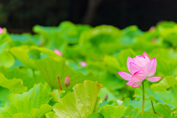 The Lotus Flower.Background is the lotus leaf and lotus bud  and lotus flower.Shooting location is Yokohama, Kanagawa Prefecture Japan.