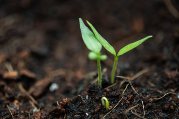 Group of young chilli plants Sprout From Soil. Agricultural Season. copy space