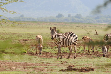 Fototapeta na wymiar zebres afrique