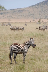 Fototapeta na wymiar zebre animaux afrique