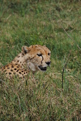 guépard leopard felin animaux Afrique