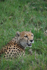 Naklejka na ściany i meble guépard leopard felin animaux Afrique