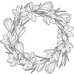 Spring flower wreath of crocuses. Coloring book for adult. Black and white image for adult relaxation. 