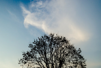 Fototapeta na wymiar Silhouette of tree with clouds in blue sky