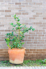 Tree in a pot and brick wall