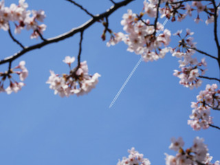 桜と飛行機雲