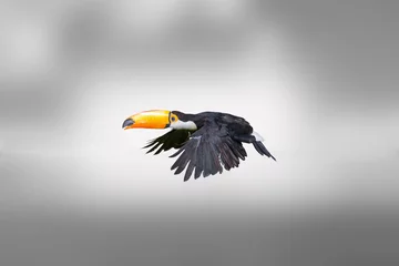 Plexiglas foto achterwand Toekan, een tropische vogel © erllre