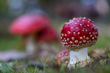 Amanita muscaria