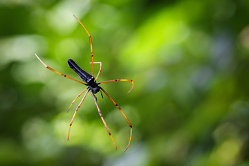Image of Black Orb-weaver Spider (Nephila kuhlii Doleschall, 1859) on the spider web. Insect Animal