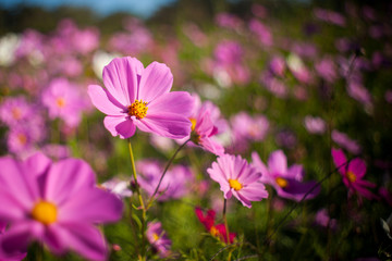 Cosmos flower in the green fields.