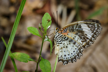 Fototapeta premium Image of Leopard lacewing Butterfly on green leaves. Insect Animal.
