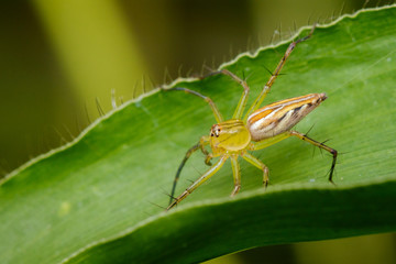 Image of a Lynx spider (oxyopidae) on green leaves. Insect. Animal