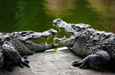 Crocodile couple