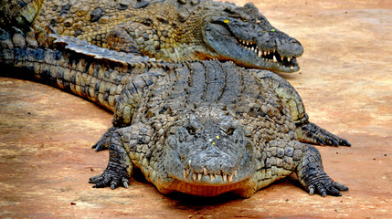Crocodile 