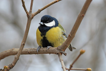 the titmouse has a rest on a branch