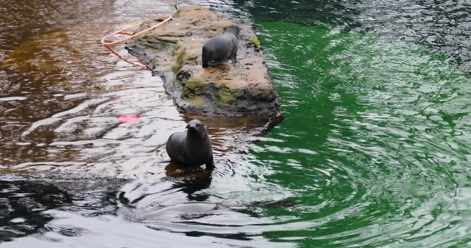 Cute seals are playing on the shore