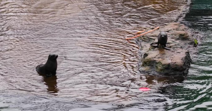 Cute seals are playing on the shore