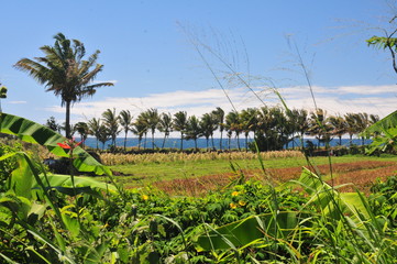 Coco nuts view
