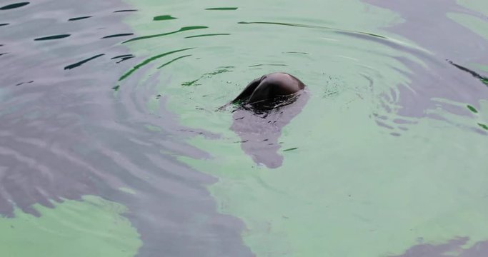 The seal is swimming in the water