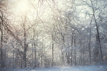 Forest scene a snowy winter's day