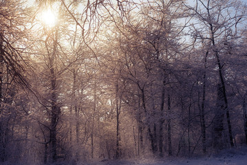 Obraz na płótnie Canvas Forest scene a snowy winter's day