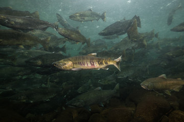 Obraz premium Underwater Picture in a river of Salmon Spawning. Taken in Chilliwack, East of Vancouver, British Columbia, Canada.