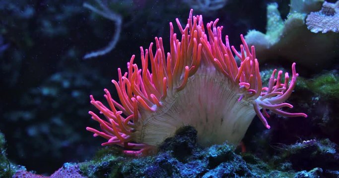 Underwater: The colorful coral reef