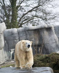 Polar bear in Copenhagen zoo