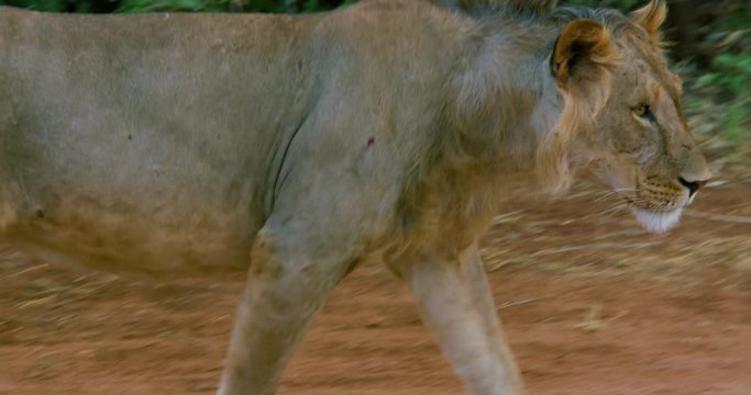 Young Lion Walking; Samburu 14 October 2016 Pm; Samburu, Kenya, Africa