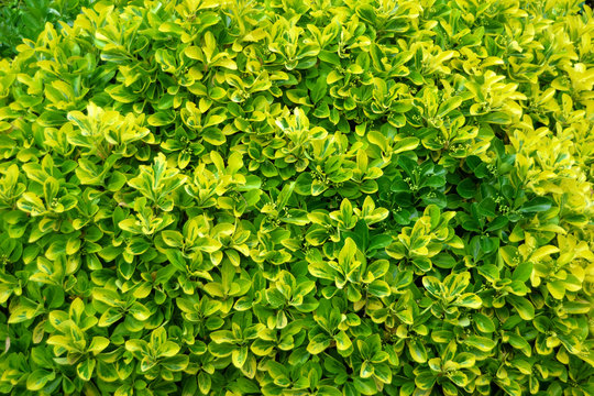 Siepe sempreverde EUONYMUS