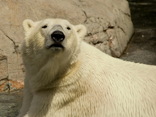 Polarbear in Copenhagen zoo