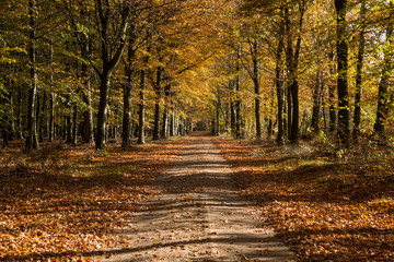 Autumn in the forest