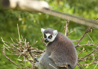 Lemur in a tree