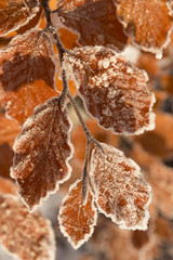 Bl&auml;tter - Gefroren