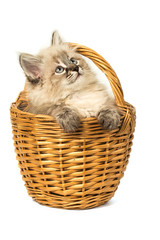 Fototapeta na wymiar Cute little kitten in wicker basket on white background