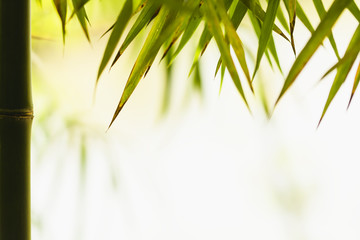Fototapeta na wymiar bamboo leaves background