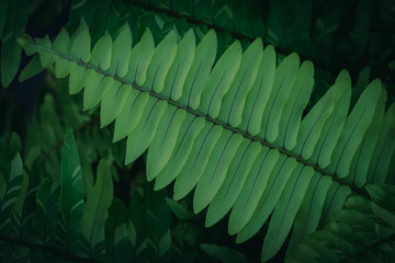 Fern leaves dark background